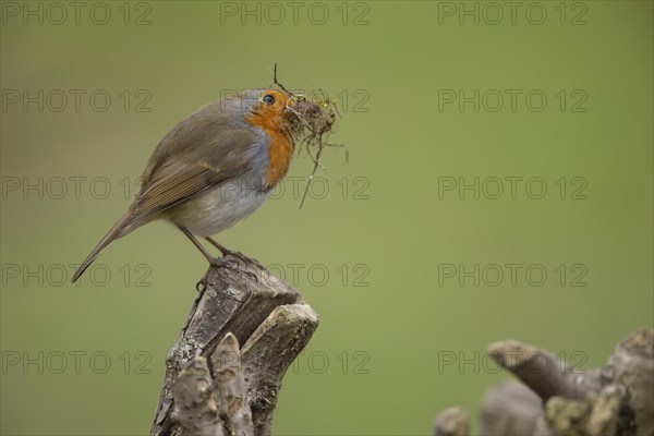 European robin