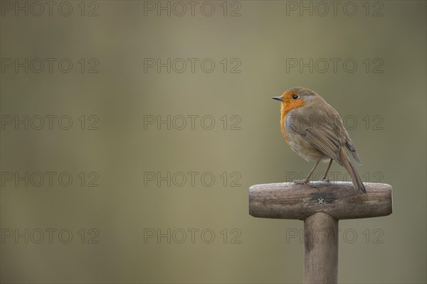 European robin