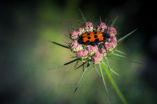 Insect feeding on a flower in nature