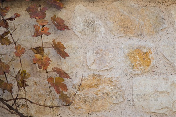 Dry leaves as an Autumn nature background