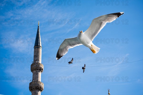Seagull in air beside a minaret under blue sky