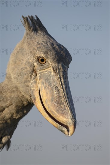 Shoebill