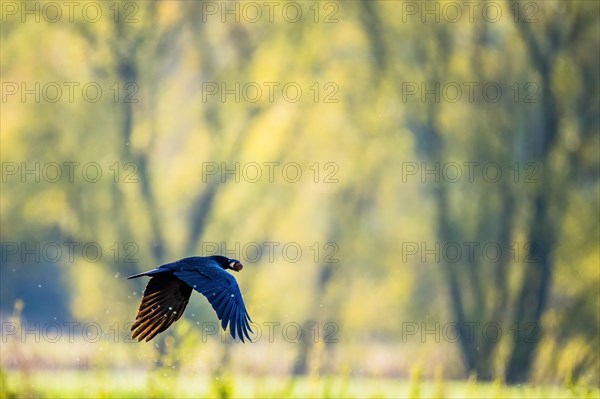 Carrion crow