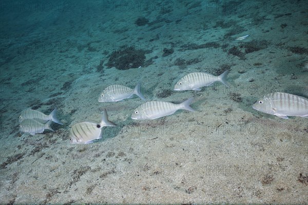 Shoal of marble sea bream