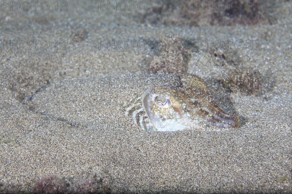 Common cuttlefish