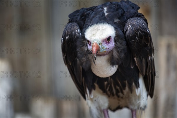 White-headed vulture