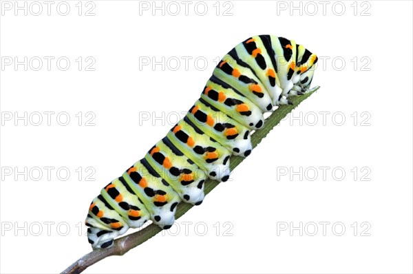 Caterpillar of common yellow swallowtail