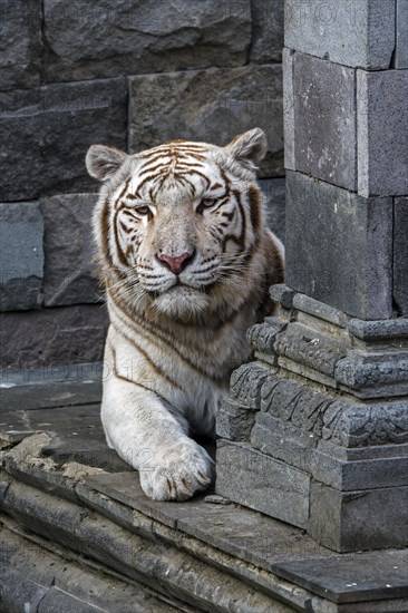 White tiger