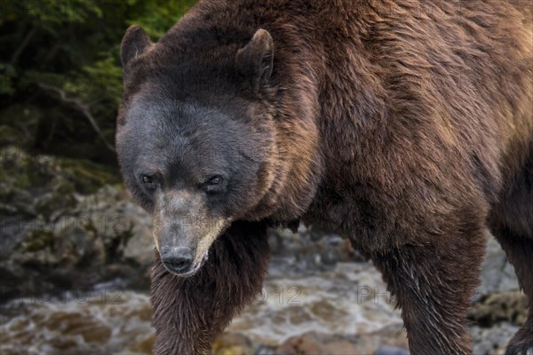 Close-up of European brown bear