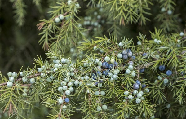 Common juniper