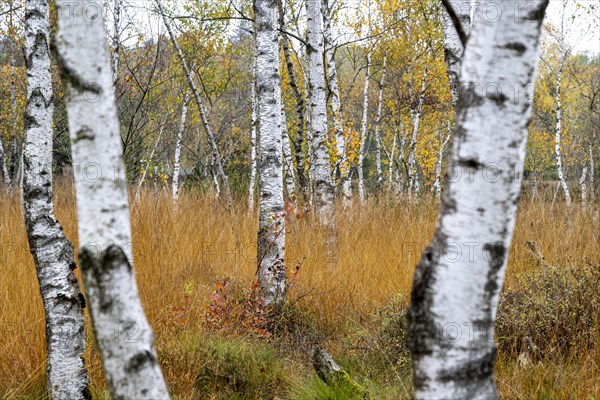 Autumn in the Kendlmuehlfilzen high moor