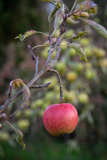 Ripe red apple