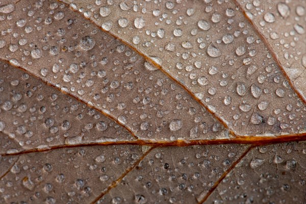 Water drop on leaf