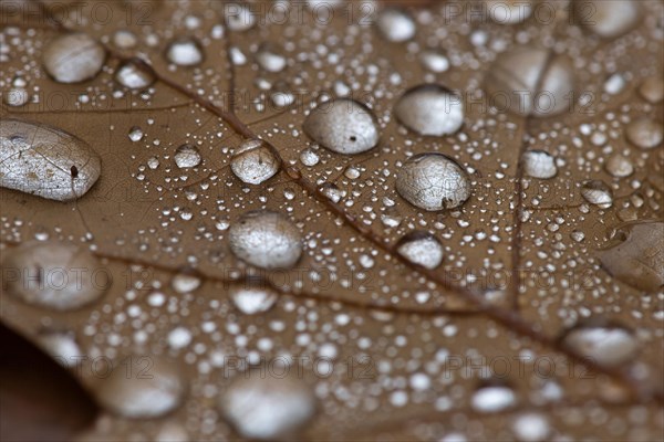 Water drop on leaf