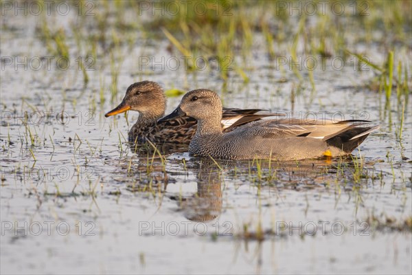 Gadwall