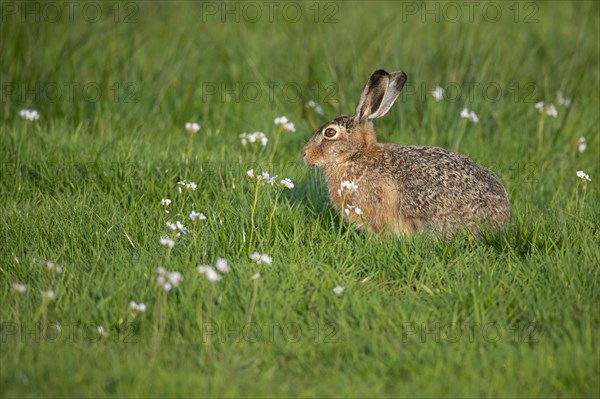 European hare