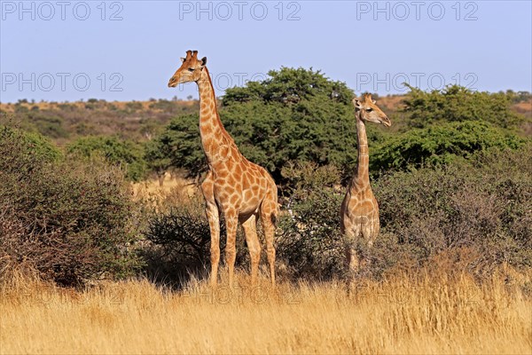 Southern giraffe