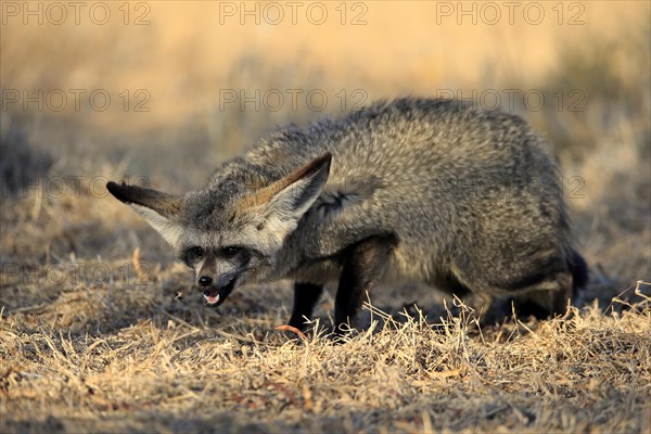 Bat-eared fox