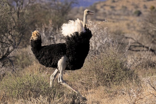 South African ostrich