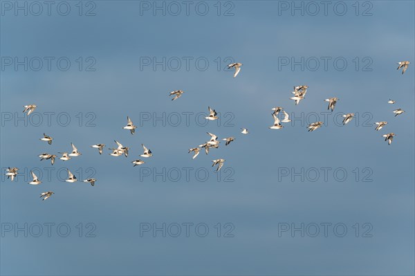 Grey Plover