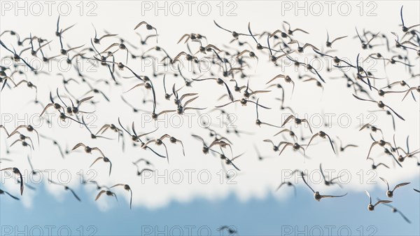 Grey Plover