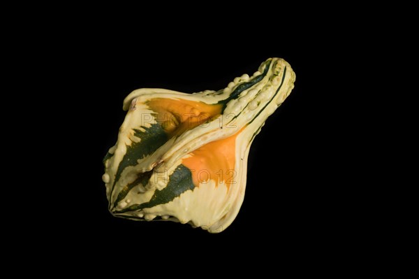 Colorful pumpkin on a black background. In studio