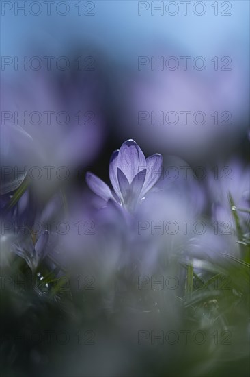 Purple spring crocus