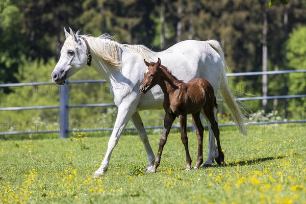 Foal pasture with mares and young horses