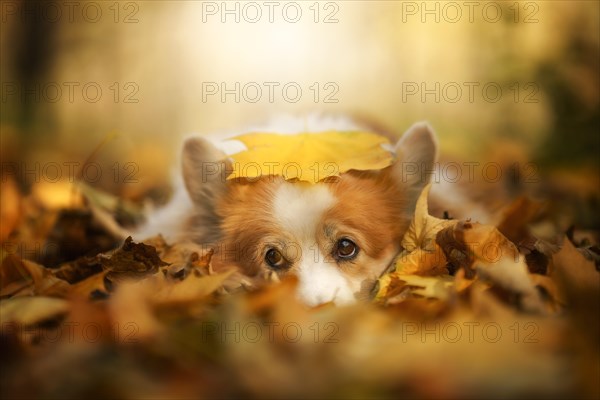 Welsh Corgi Pembroke dog lying with a leaf on its head in fall scenery. Poland