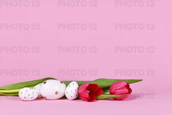 White easter eggs with golden dots and spring flower tulips on pink background with copy space