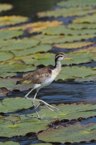 Juvenile Wattled Jacana