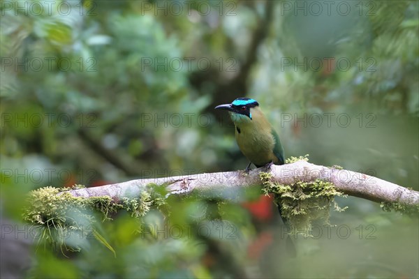 Andean motmot