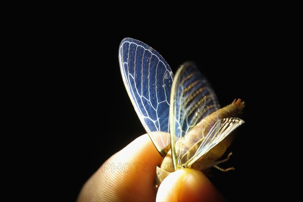 Butterfly wings