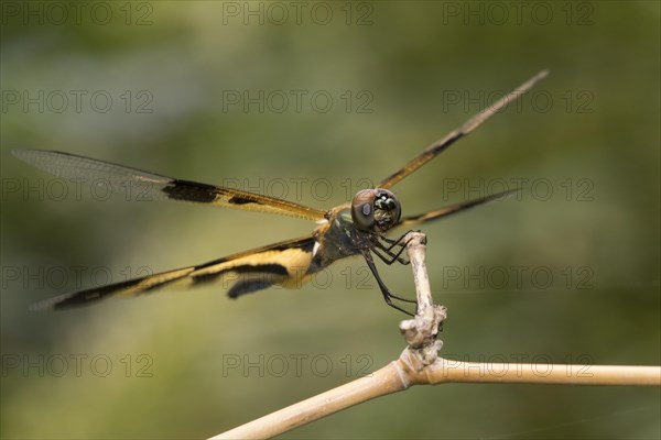 Dragonfly Common Picturewing