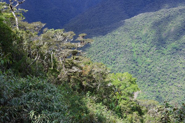Tropical Cloud Forest landscape