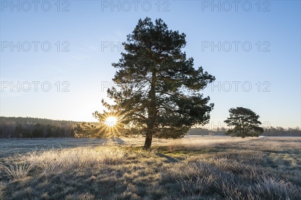 Scots pine