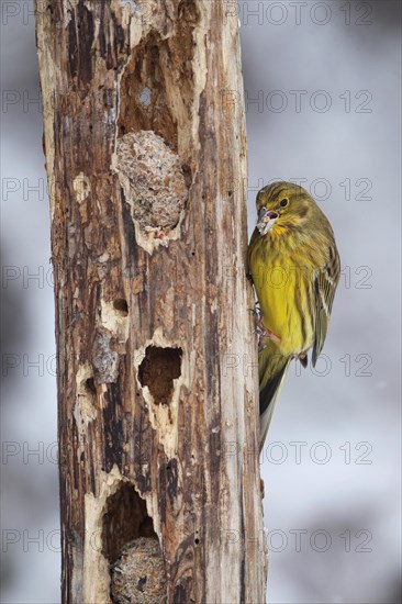 Yellowhammer