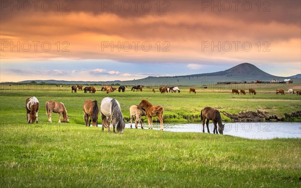 Horses grazing on the banks of the stream in summer. Dornod Province