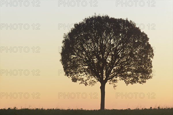 Deciduous tree