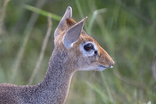 Dik