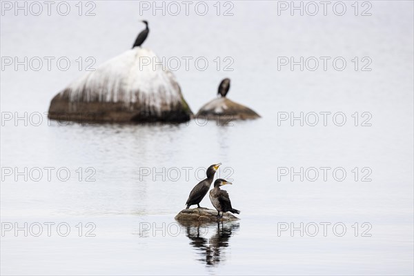 Great cormorant