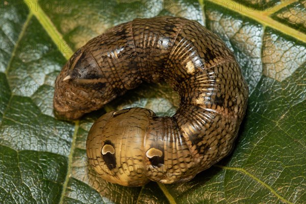 Medium vine hawk moth caterpillar sitting on green leaf curved left looking