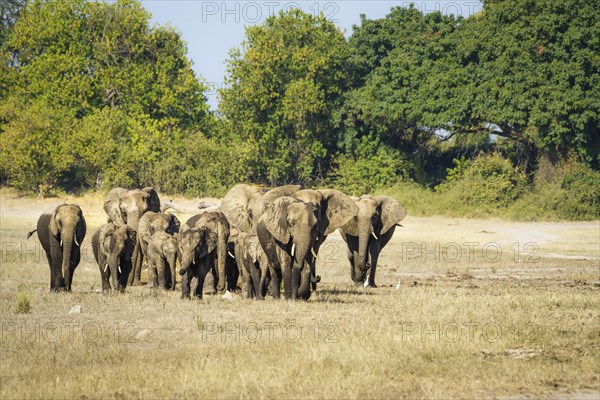 African elephant