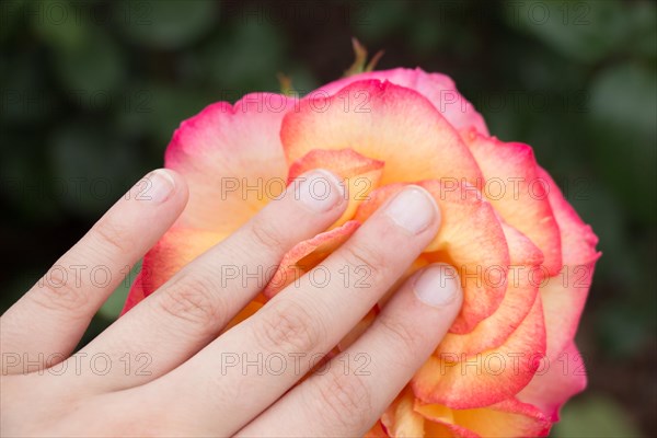 Hand holding a colorful Rose Flower