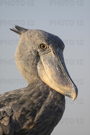 Shoebill