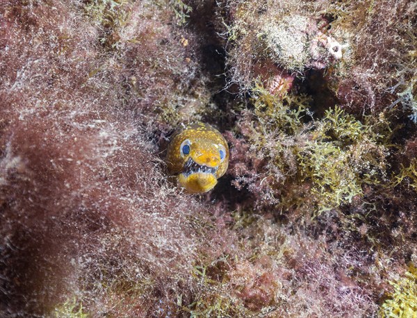 Fangtooth moray