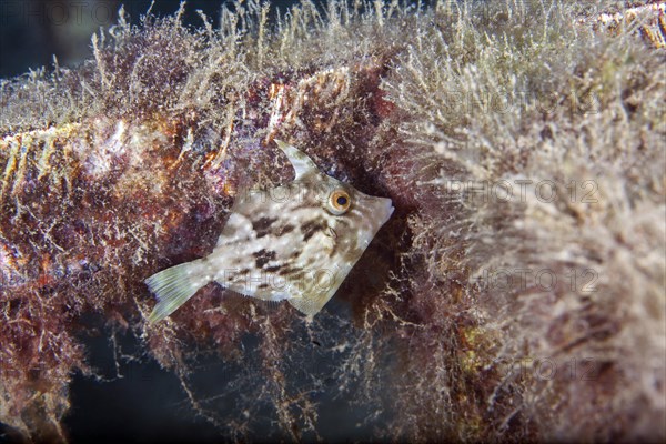 Brown filefish