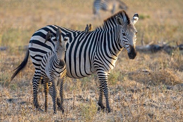 Plains Zebra of the subspecies crawshay's zebra