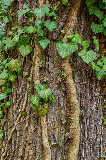 Ivy growing up a tree