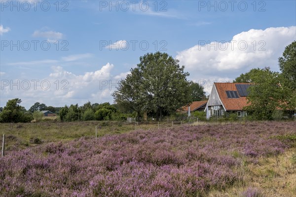 Buurserzand nature reserve